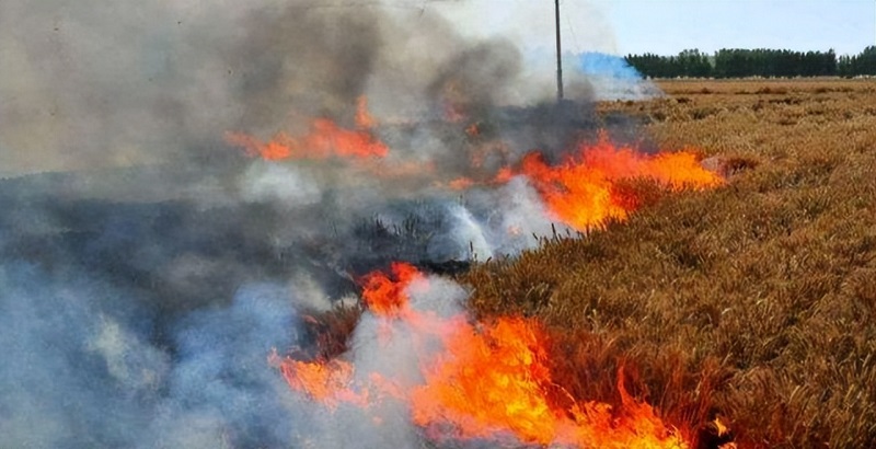 安徽阜阳男子恶意纵火烧掉多个村庄麦子 农民已报警民警已经受案